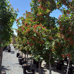 Rugged Charm Maple