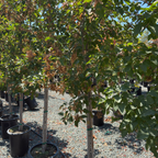 Rugged Charm Maple