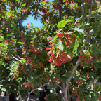 Rugged Charm Maple