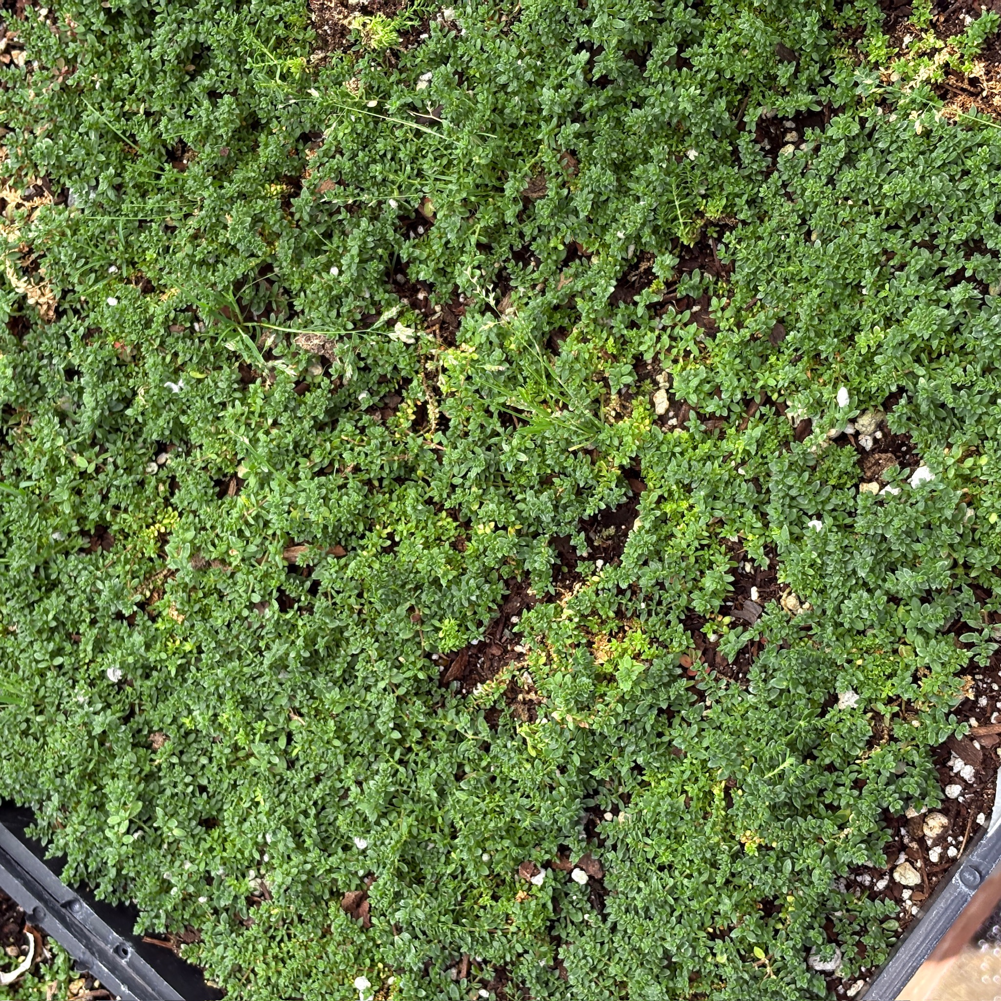 Close-up of a Rupturewort with a blurred background