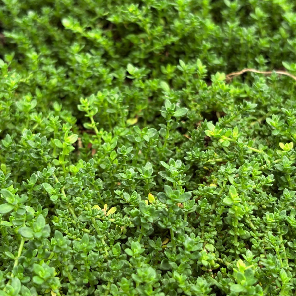 Close-up of a dense patch of Rupturewort