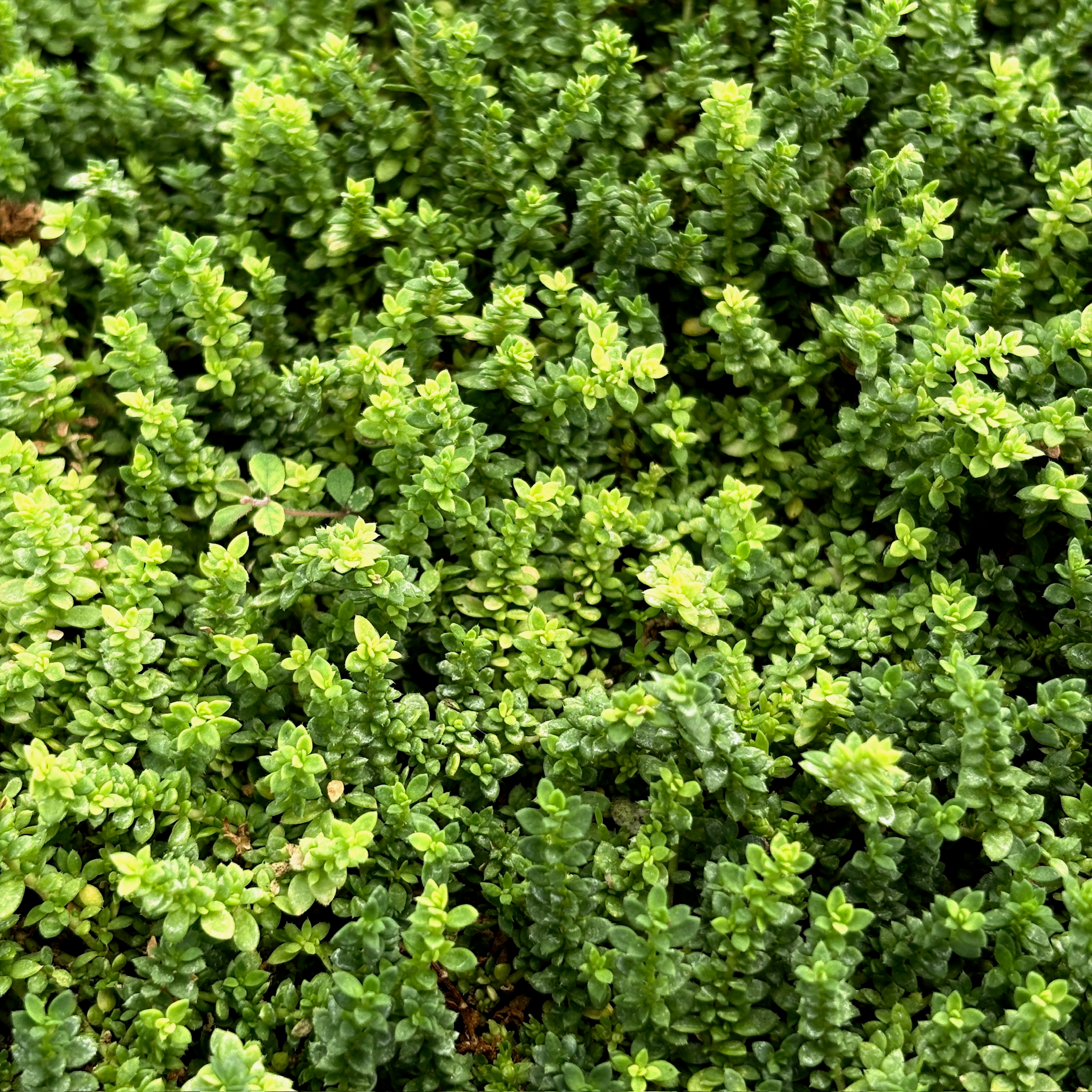 Close-up of a dense patch of Herniaria glabra