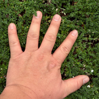 Hand with fingers extended in front of a Herniaria glabra