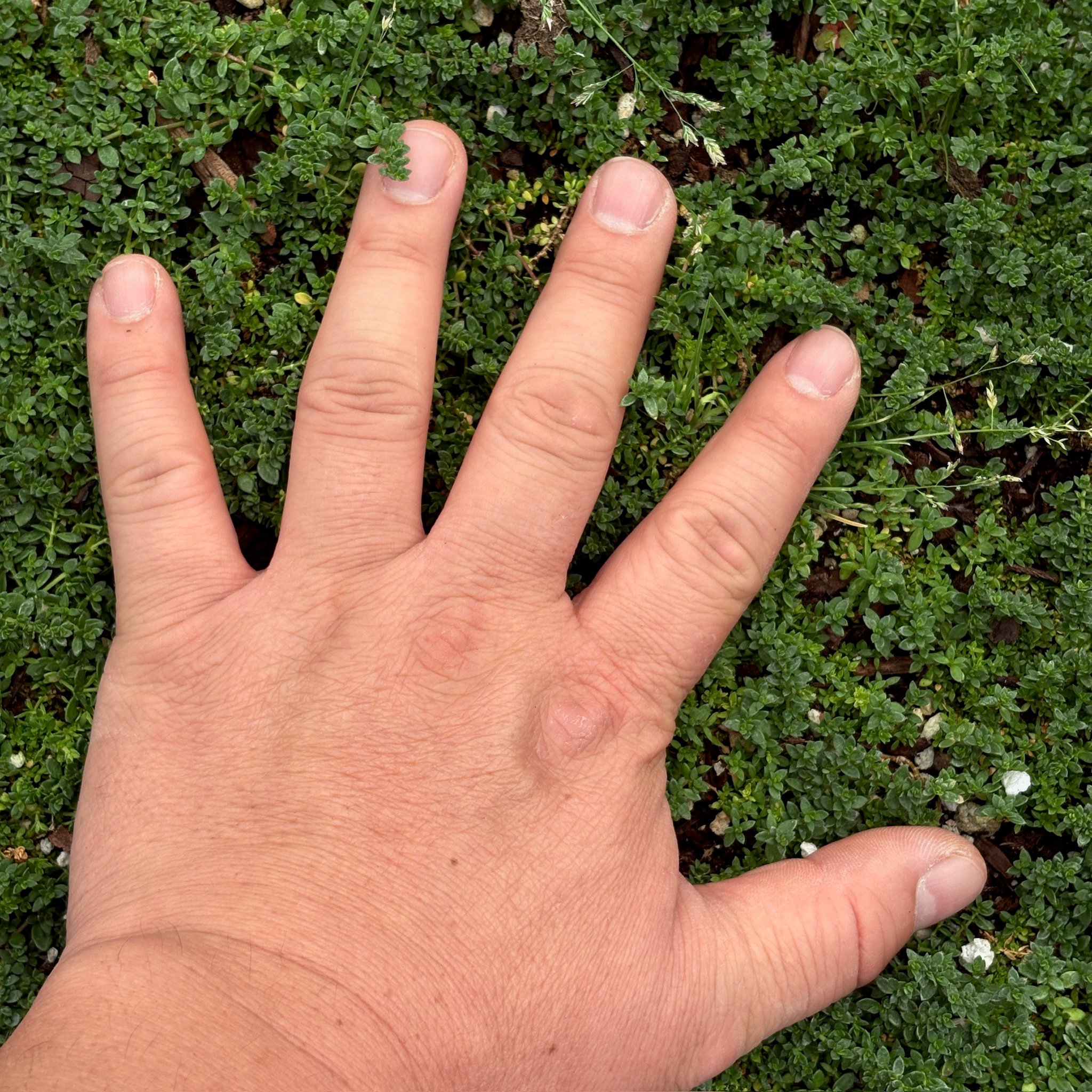 Hand with fingers extended in front of a Herniaria glabra