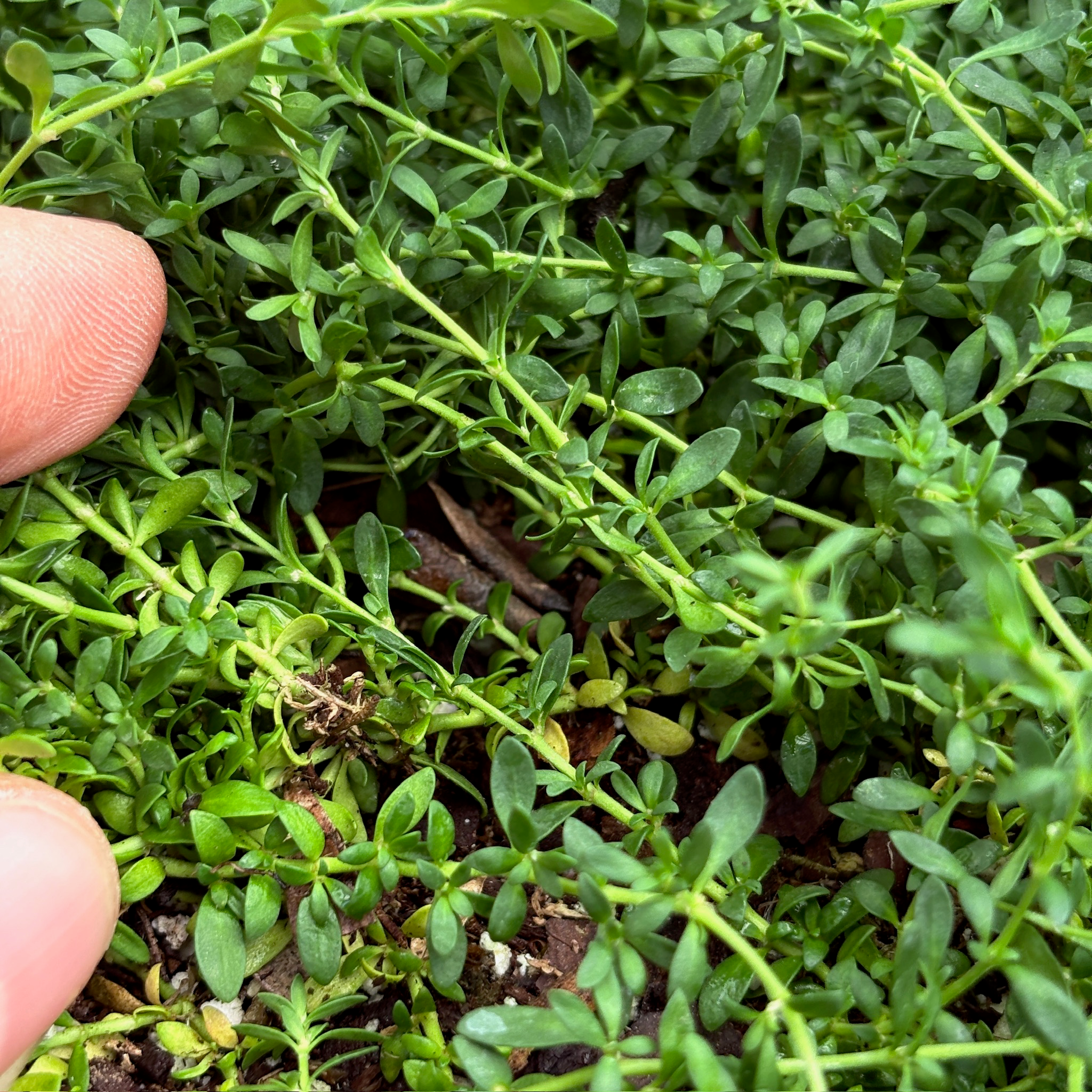 Close-up of Green Carpet with a finger for scale