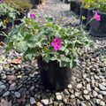 Russell Prichard Cranesbill
