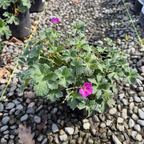 Russell Prichard Cranesbill
