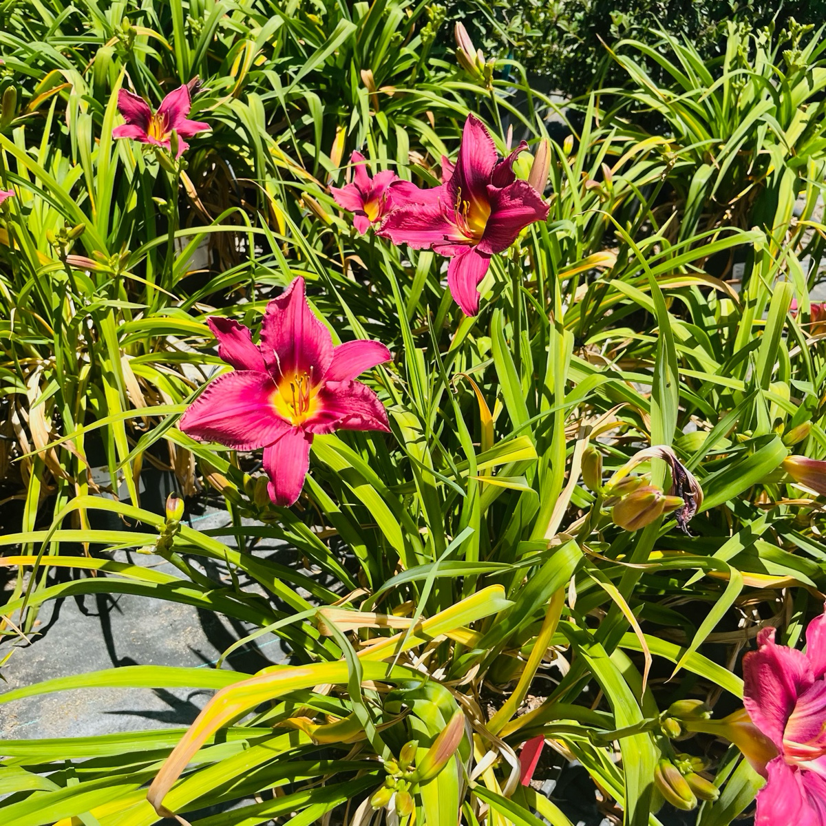 Russian Rhapsody Daylily