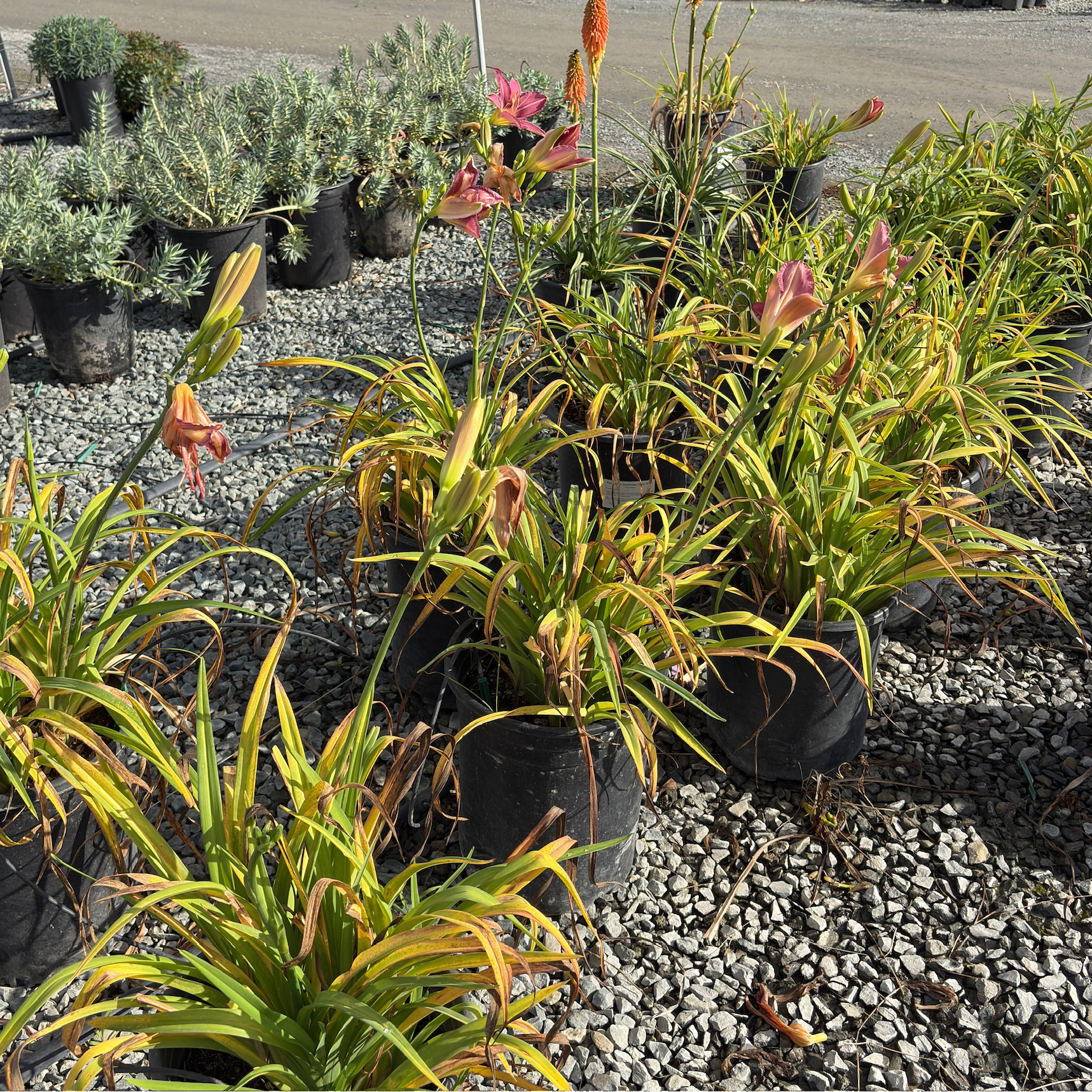 Russian Rhapsody Daylily