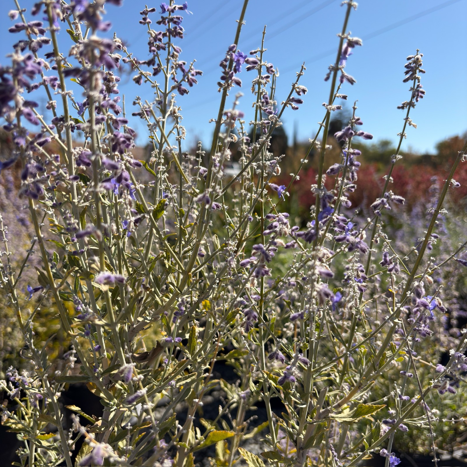 Russian Sage