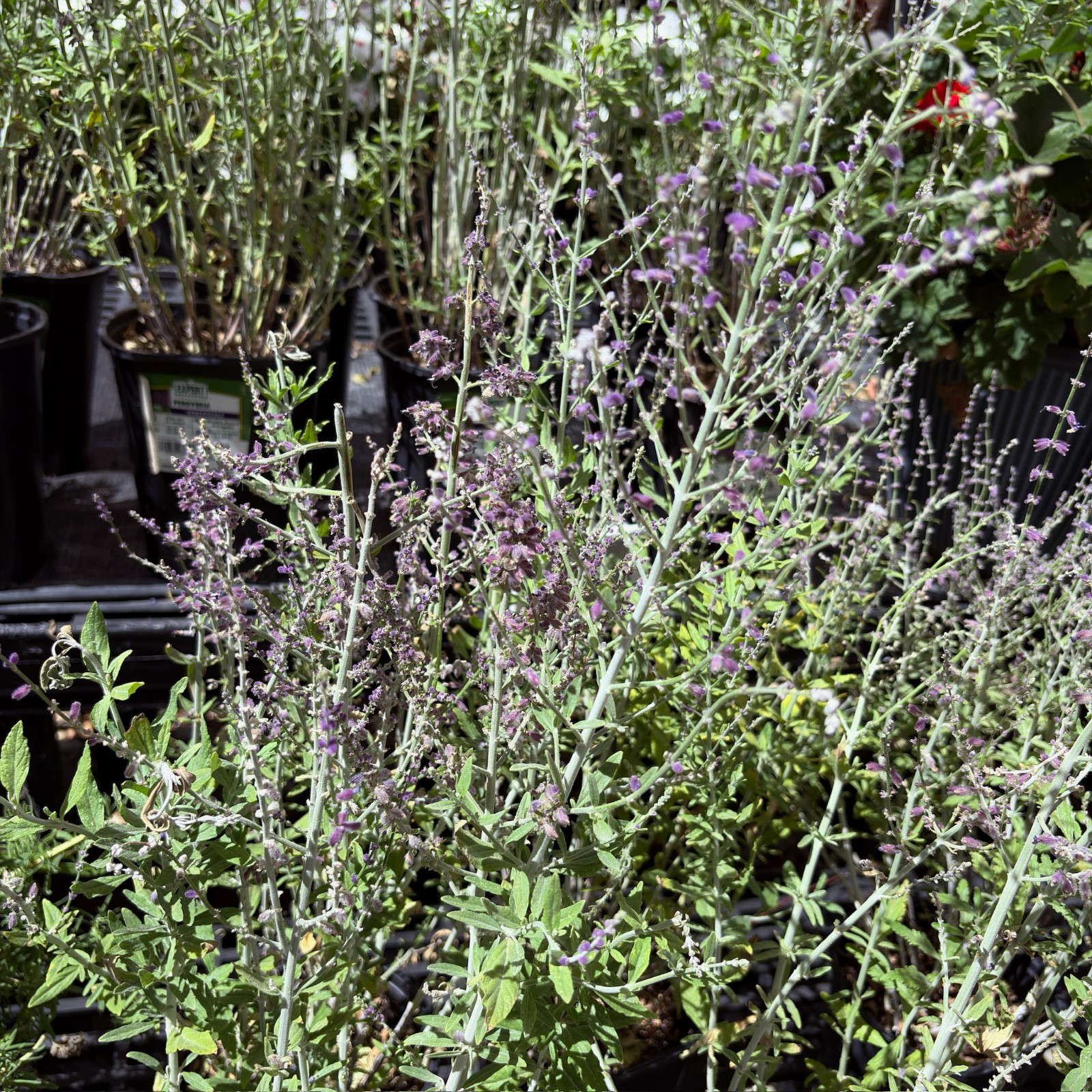 Russian Sage