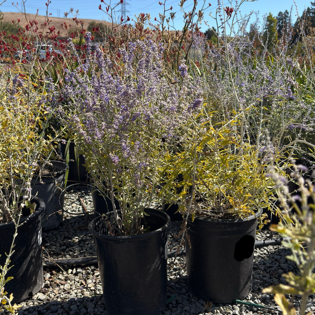 Russian Sage