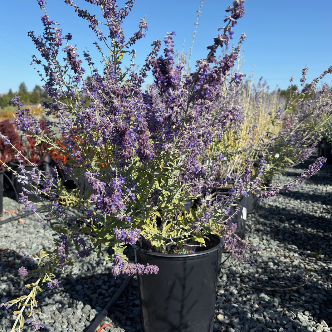 Russian Sage