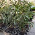 Sabre Ficus