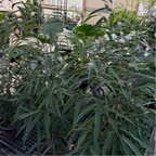 Sabre Ficus