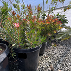 Safari Goldstrike Yellow Cone Bush