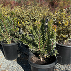 Safari Goldstrike Yellow Cone Bush