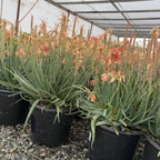 Safari Sunrise Aloe