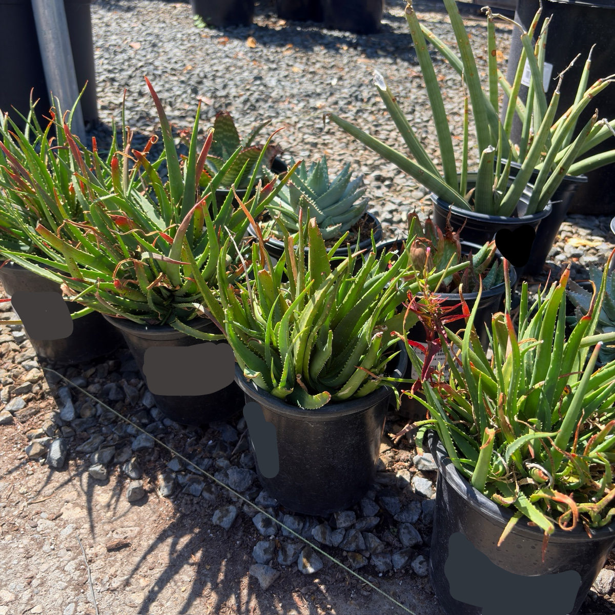 Safari Sunrise Aloe