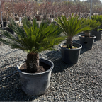 Sago Palm