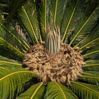 Sago Palm