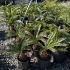 Sago Palm