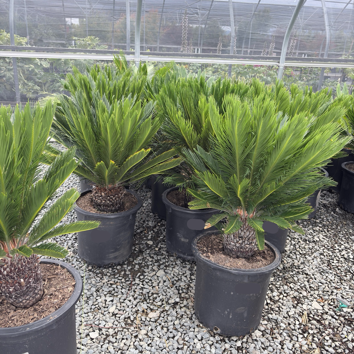 Sago Palm