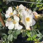 Sally Holmes Climbing Rose