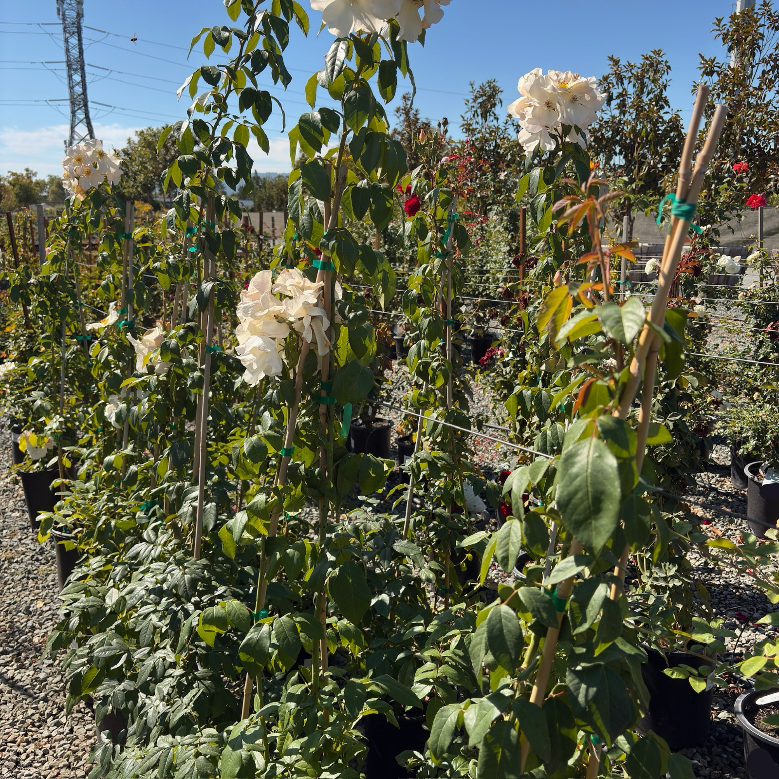 Sally Holmes Climbing Rose