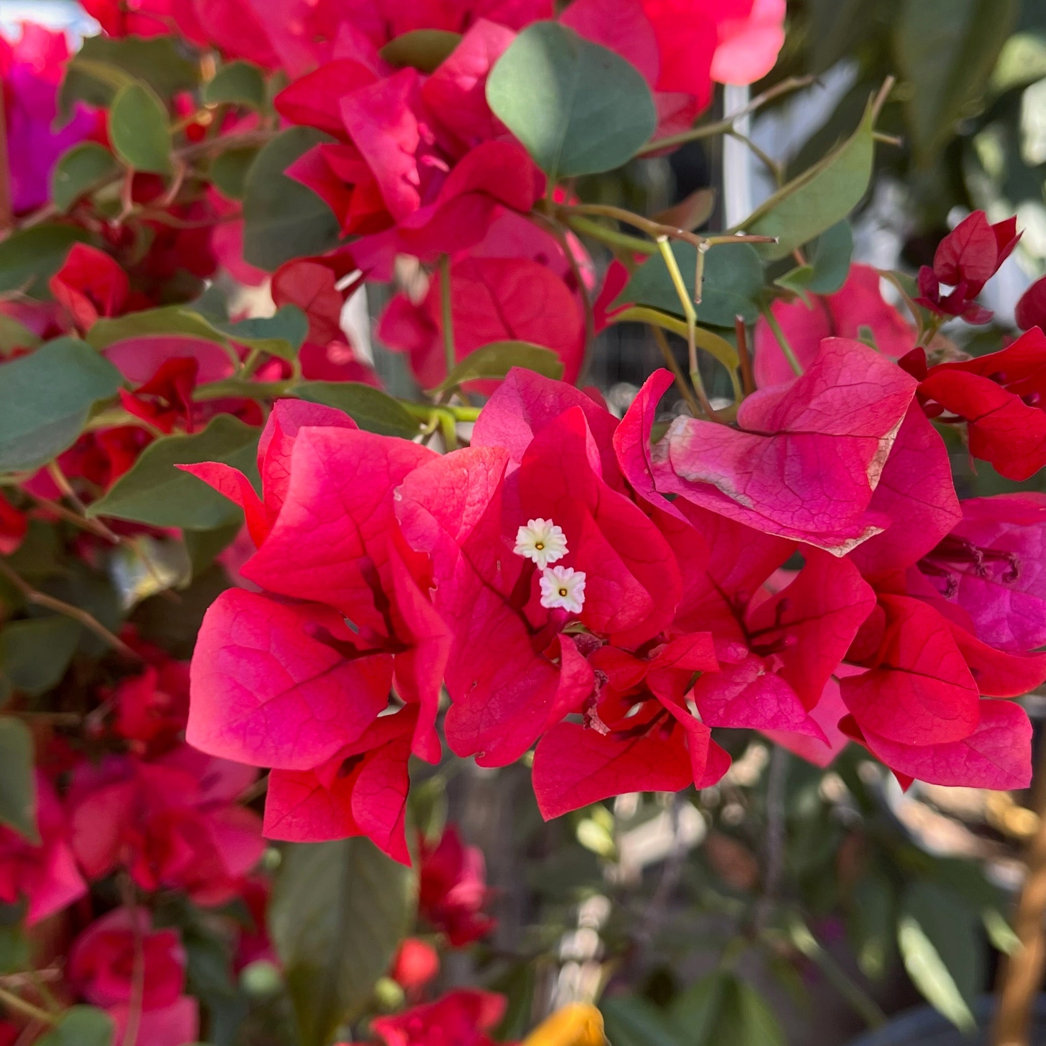 San Diego Red Bougainvillea