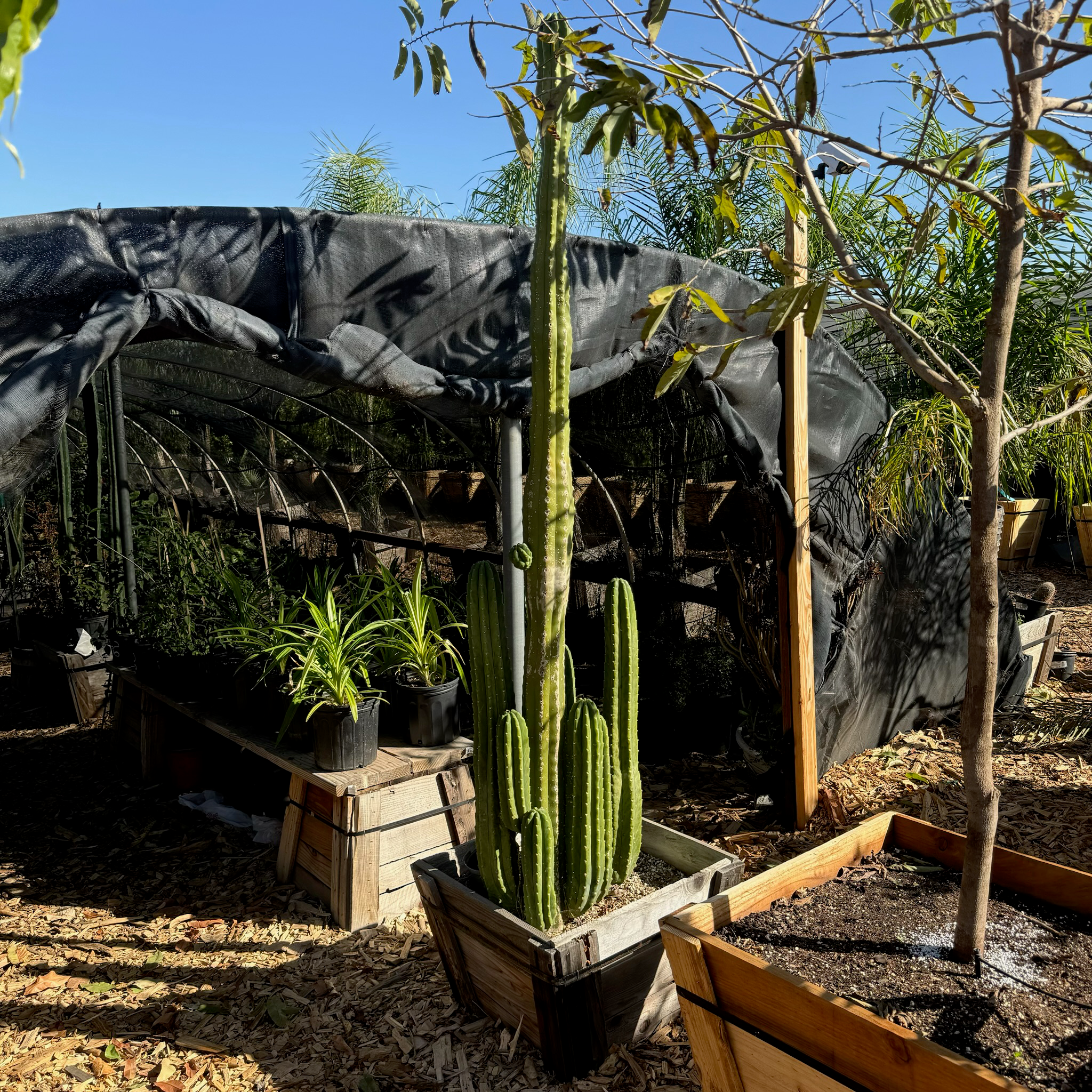 Potted San Pedro Cactus in a garden setting with other plants and a tarp-covered structure.