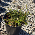 San Simeon Ceanothus