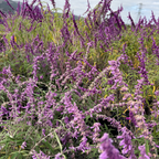 Santa Barbara Mexican Bush Sage