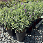 Santa Barbara Mexican Bush Sage