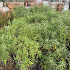 Santa Barbara Mexican Bush Sage