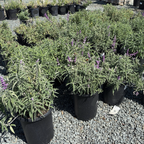 Santa Barbara Mexican Bush Sage