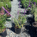 Santa Barbara Mexican Bush Sage