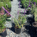 Santa Barbara Mexican Bush Sage