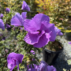 Close-up of a purple flower on Santa Cruz Blue Hibiscus