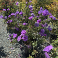 Santa Cruz Blue Hibiscus Bush with purple flowers in a garden setting