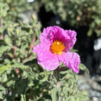 Santa Cruz Rockrose