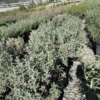 Santa Cruz Rockrose