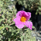 Santa Cruz Rockrose