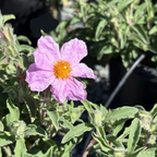 Santa Cruz Rockrose
