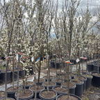 Santa Rose Plum