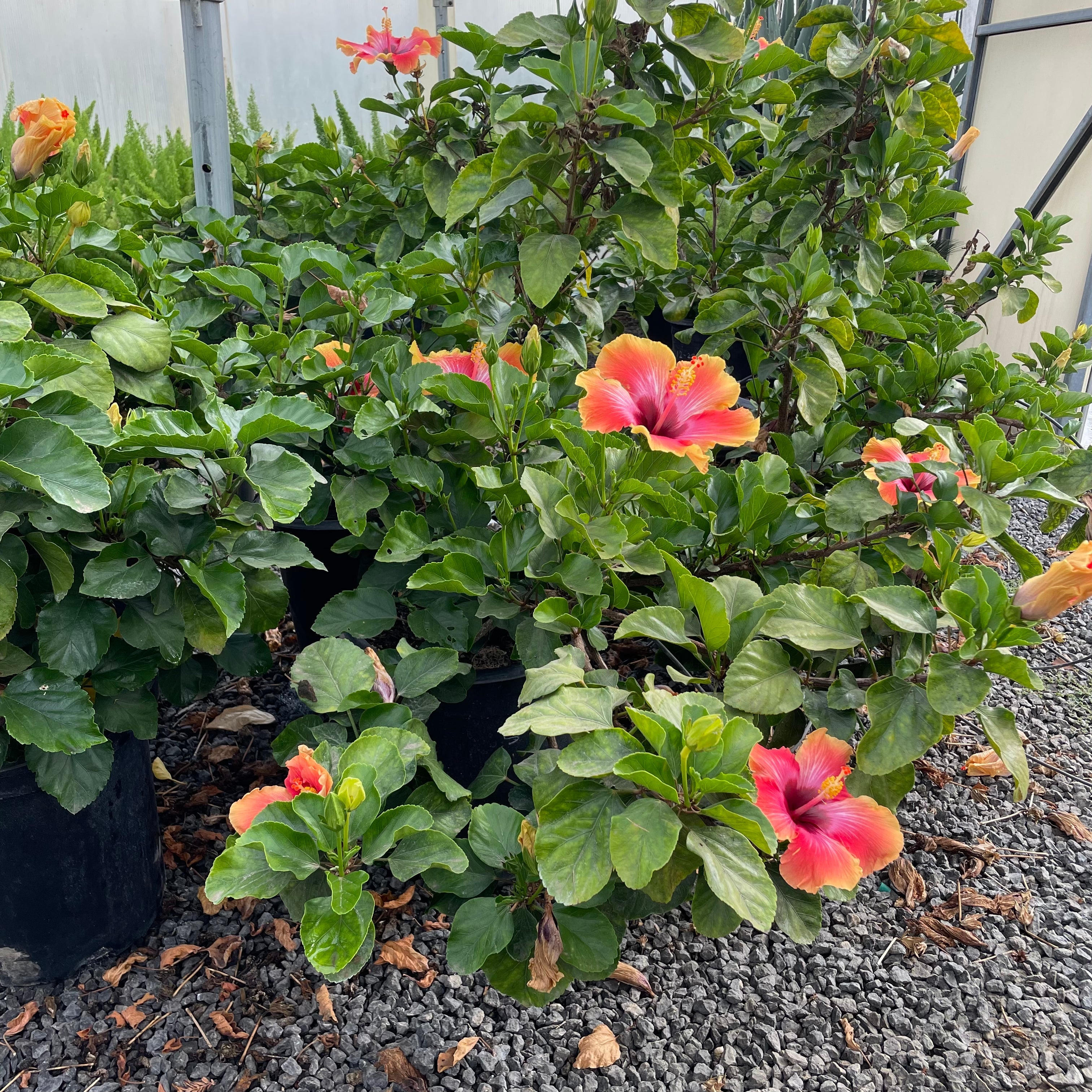 Santana Tropical Hibiscus Bush with pink and orange flowers and green leaves