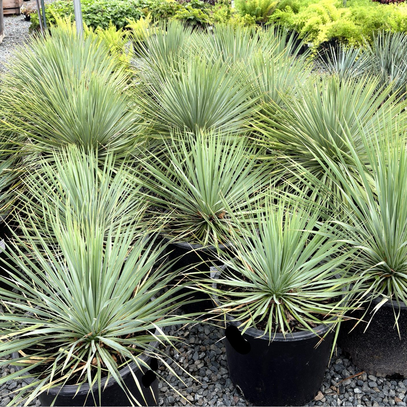 Sapphire Skies Beaked Yucca