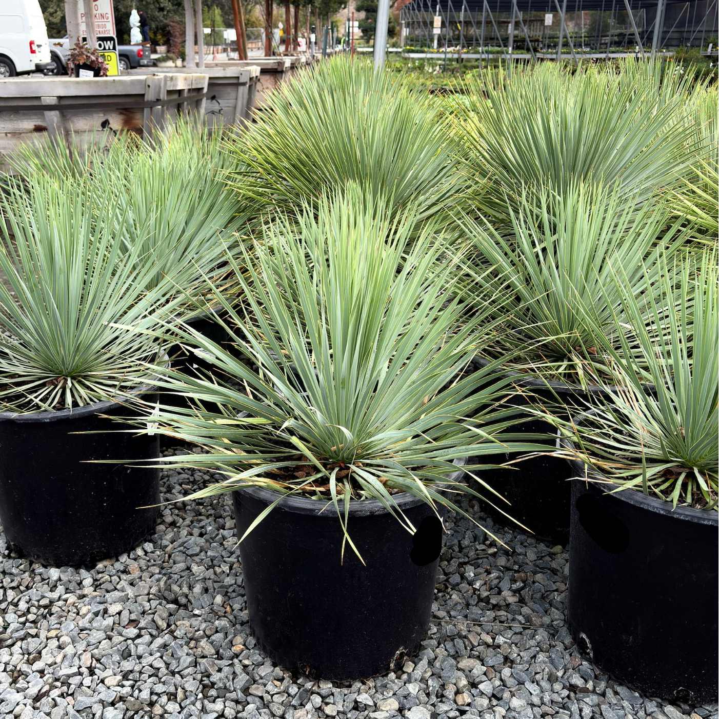 Sapphire Skies Beaked Yucca