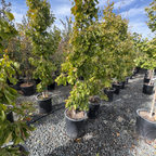 Saratoga Ginkgo