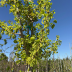 Saratoga Ginkgo